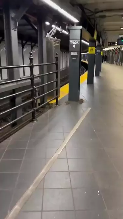 Крысы заполонили метро в Нью-Йорке