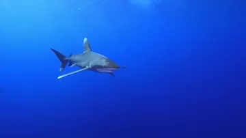 Köpəkbalığının qırmızı dənizdən vahiməli görüntüsü