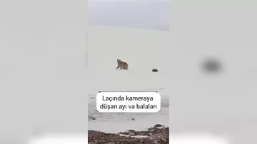 Laçında ayılar belə görüntüləndi