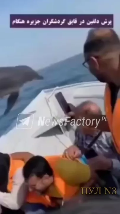 Дельфин и туристы