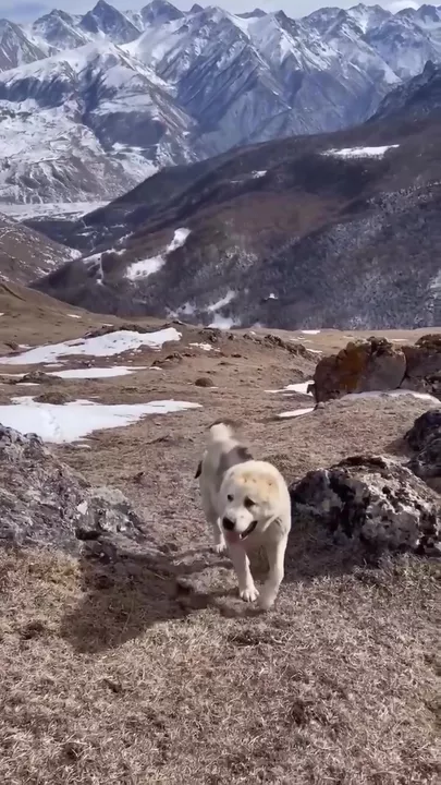 Дружба кота и собаки