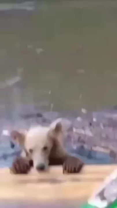 Мужчина спас медвежонка, застрявшего на бревне