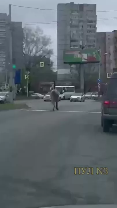 В Хабаровске лошадь запрыгнула на автомобиль