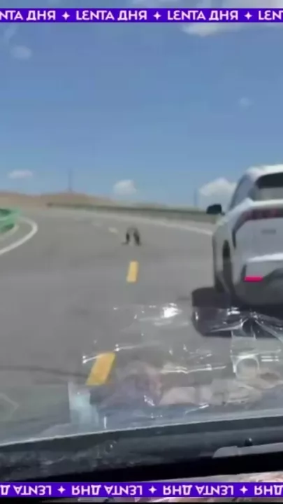 Драка двух сурков на автотрассе в Китае