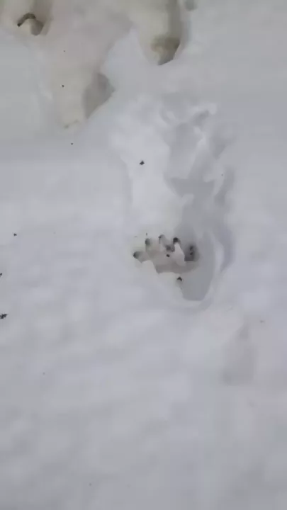 Туристы нашли следы огромного медведя в горах Сочи