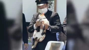Японские поезда наняли кошек-кондукторов