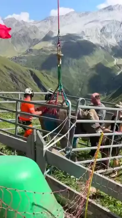 Летающая в Альпах корова стала звездой интернета