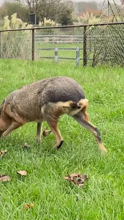 Вот так выглядят обитатели Лондонского зоопарка-3