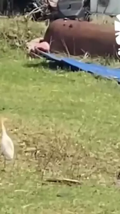 В российском регионе заметили египетскую цаплю