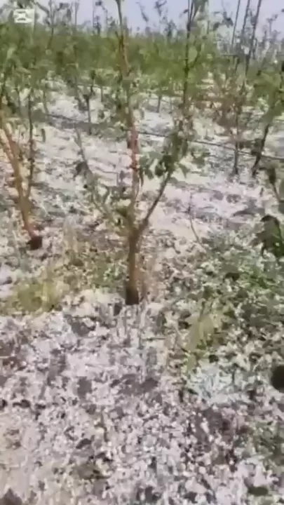 Сильный град выпал в Алжире