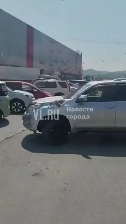 В российском городе пчёлы атакуют автомобили-2
