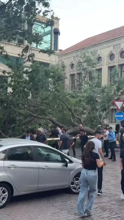 Сильный ветер повалил дерево в центре Баку