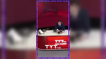 На турецком телеканале показали новорожденных котят