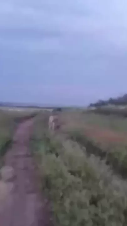 В России из парка ускакал кенгуру