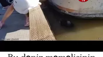 Dəniz məməlisi bir anda azyaşlı qızı suyu altına çəkdi