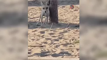 Bakıda çimərlikdə tülkü görüntüləndi