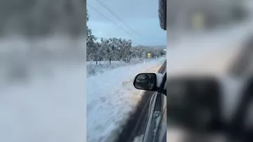 Кенгуру приспосабливаются к аномальной зиме в Австралии