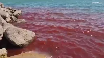 Галилейское море в Израиле напугало людей