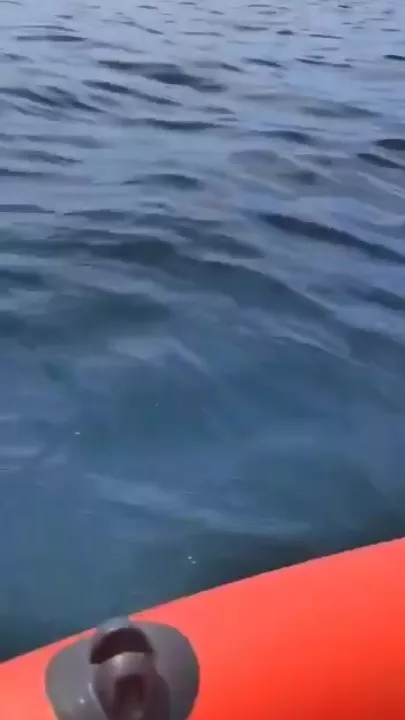В Приморье акула прокусила лодку рыбаков