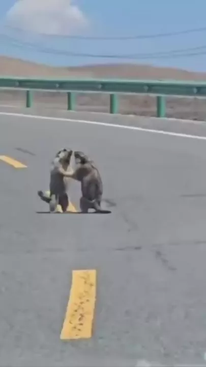 В Китае сурки спровоцировали пробку на трассе