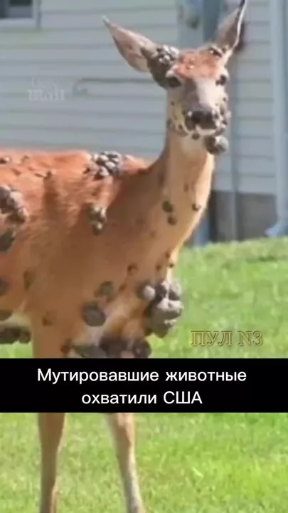 В США появились «мутировавшие» олени