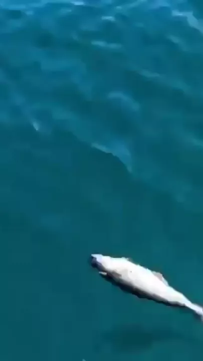 Огромная акула напугала рыбаков на Курилах