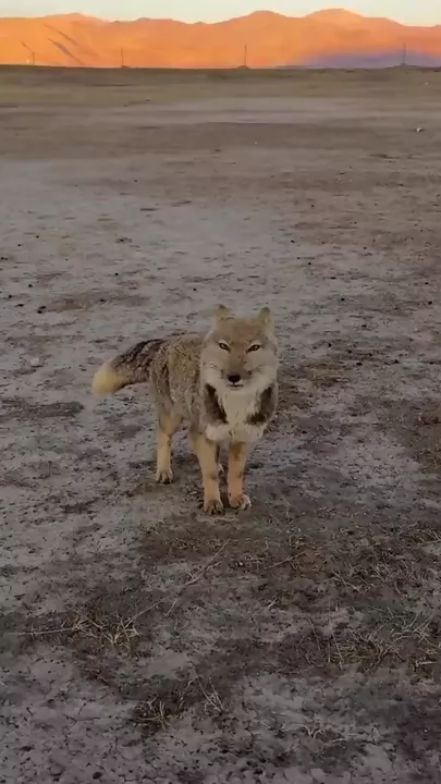 Фотограф из Австралии заснял редкую тибетскую лису с близкого расстояния