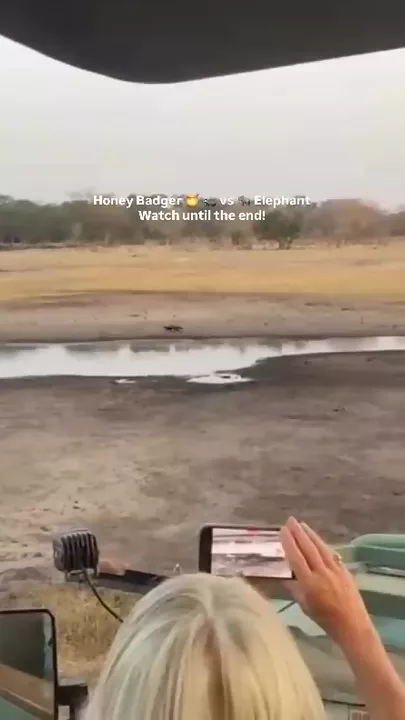 Туристы засняли битву между слоном и медоедом
