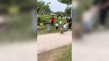 Робопсы в форме доисторических существ в парке динозавров в Китае