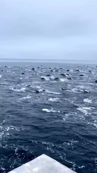 Большое скопление дельфинов у берегов Калифонии