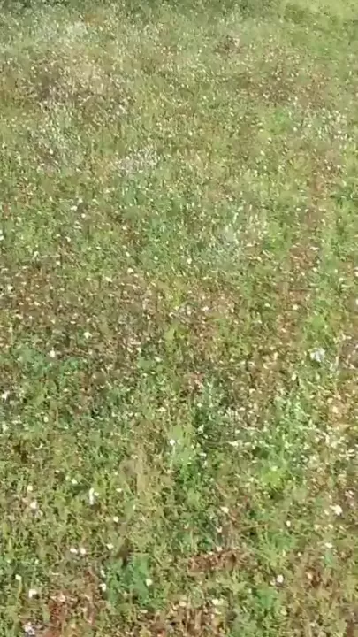 Нападение тигра на фермеров попало на видео