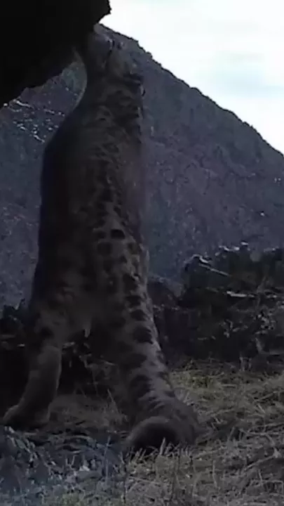 Снежные барсы спели на камеру