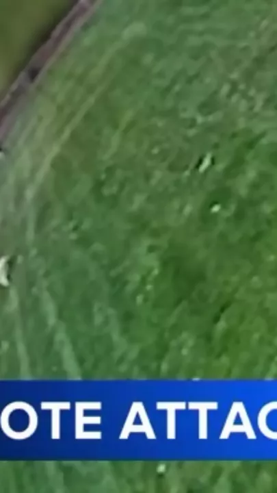 Койот напал на гулявшую с собакой женщину