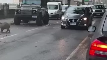 В Бразилии капибары устроили автомобильную пробку