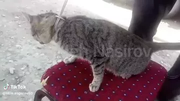 Kürdəmir sakini göyərçinlərinə hücum etdiyinə görə pişiyi asdı