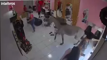 Лошадь ворвалась в салон красоты в Бразилии
