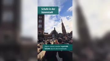 Сотни овец прошли через центр Нюрнберга - 1