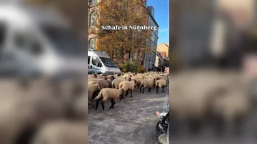 Сотни овец прошли через центр Нюрнберга - 2