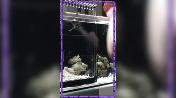 Музыкант научил осьминога играть на пианино