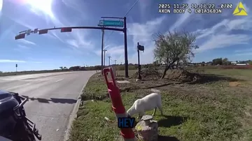 В Техасе "арестовали" козла за выпас у дороги