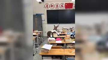 В Китае олень зашёл в школу и съел задание ученика