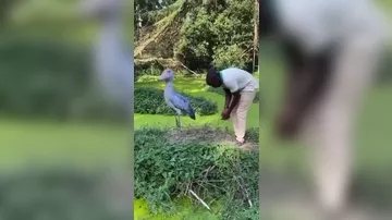 В Африке показали, как подружиться с китоглавом