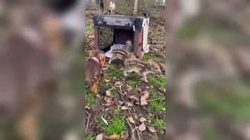 Терьер в немецком приюте стала приемной матерью диких поросят - 1