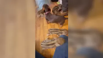 Терьер в немецком приюте стала приемной матерью диких поросят - 2