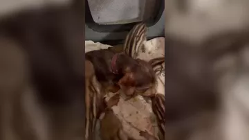 Терьер в немецком приюте стала приемной матерью диких поросят - 3