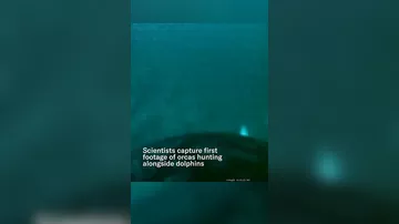 Ученые открыли удивительный симбиоз дельфинов с касатками