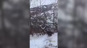 Более 200 баранов провалились под лед