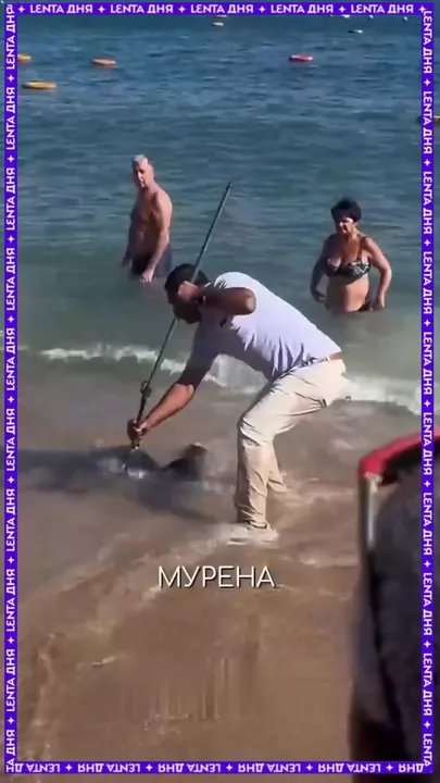 Мурена атаковала туриста в Египте