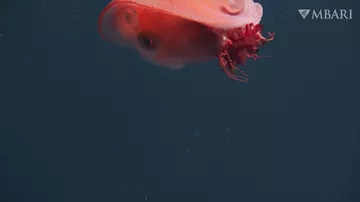 Редкого семирукого осьминога сняли на видео