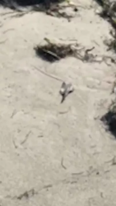 На Кубе туристы пострадали из-за ядовитых медуз